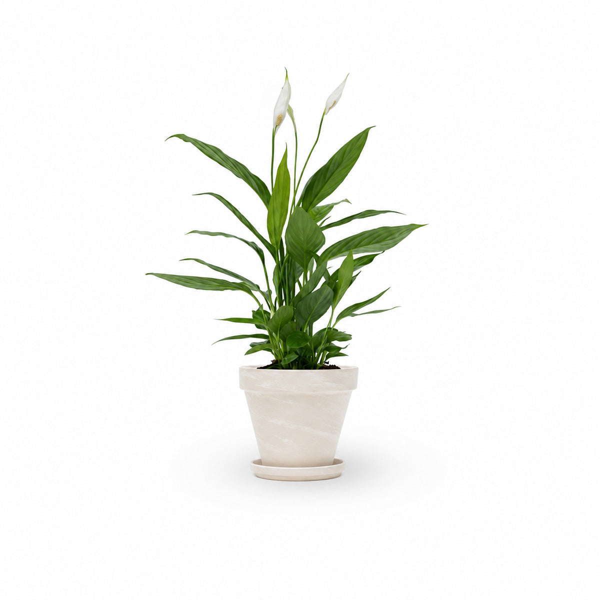  HOYA משלוחי צמחים- ספטיפיליום | Spathiphyllum | Peace lil  משתלה אינטרנטית | צמחי בית | עד הבית | פריחת הצמח | משלוח צמחי בית | משתלה עד הבית | plant on it | let neta your plants