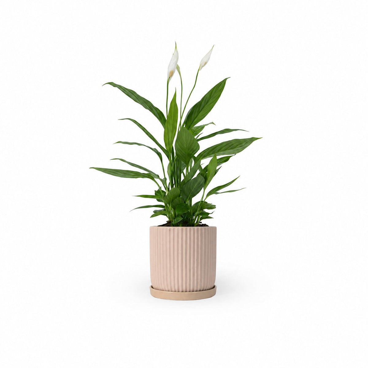  HOYA משלוחי צמחים- ספטיפיליום | Spathiphyllum | Peace lil  משתלה אינטרנטית | צמחי בית | עד הבית | פריחת הצמח | משלוח צמחי בית | משתלה עד הבית | plant on it | let neta your plants