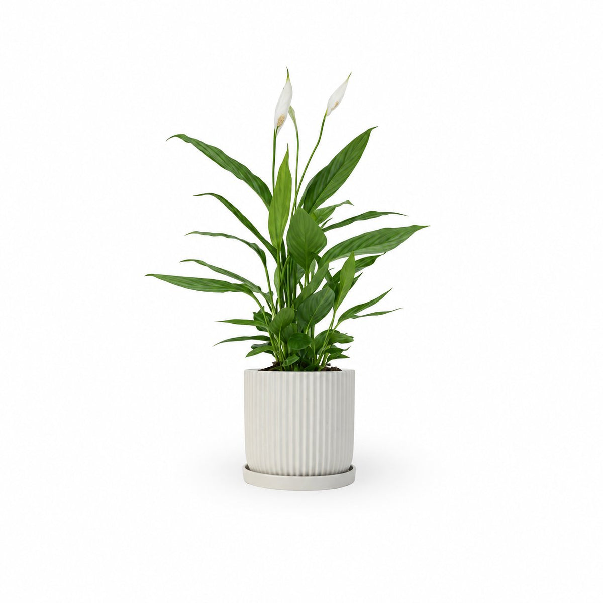  HOYA משלוחי צמחים- ספטיפיליום | Spathiphyllum | Peace lil  משתלה אינטרנטית | צמחי בית | עד הבית | פריחת הצמח | משלוח צמחי בית | משתלה עד הבית | plant on it | let neta your plants