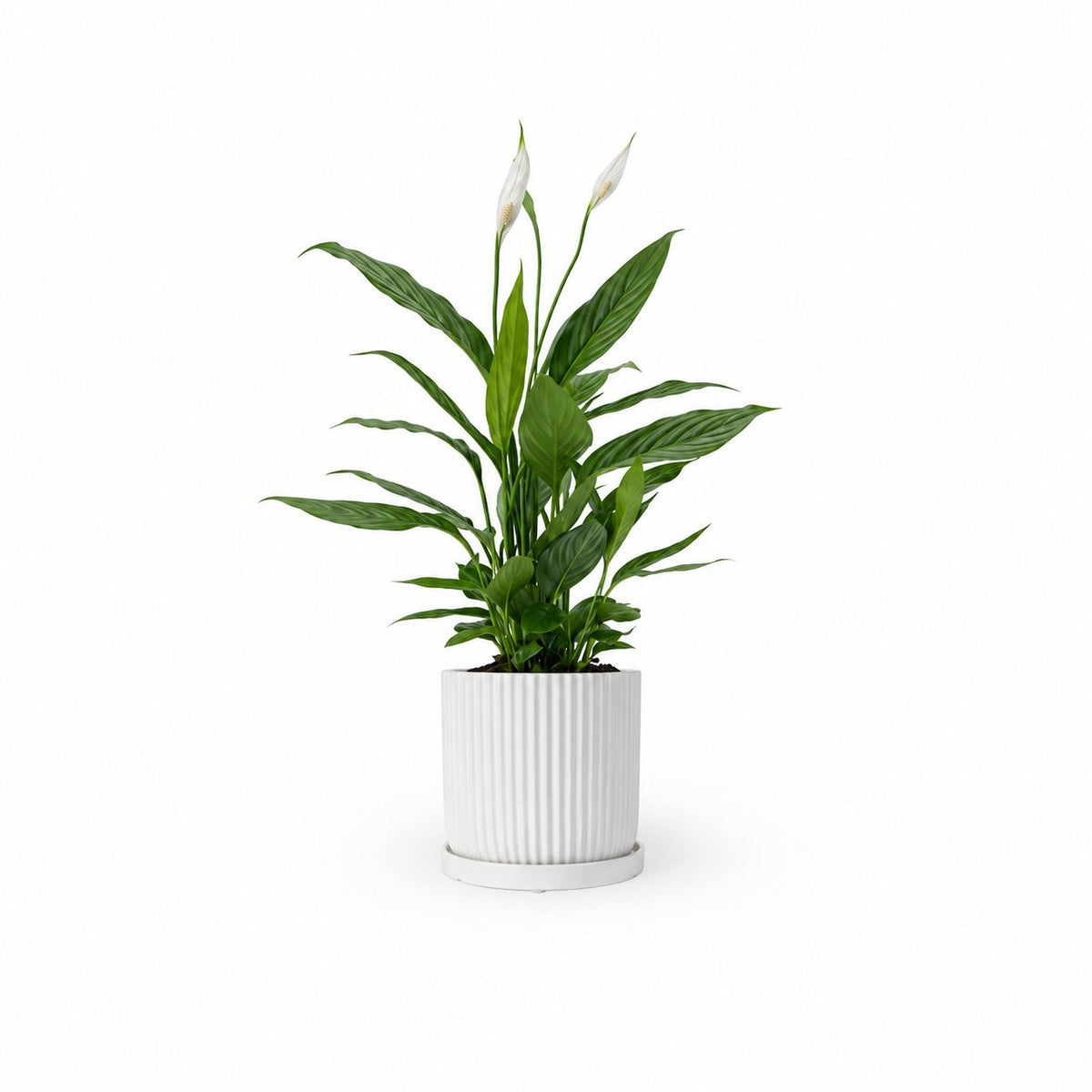  HOYA משלוחי צמחים- ספטיפיליום | Spathiphyllum | Peace lil  משתלה אינטרנטית | צמחי בית | עד הבית | פריחת הצמח | משלוח צמחי בית | משתלה עד הבית | plant on it | let neta your plants