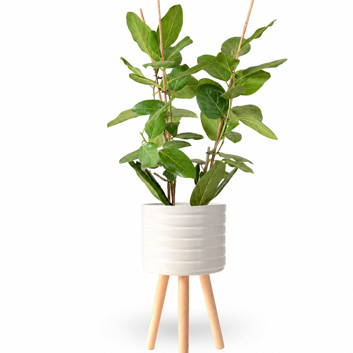 פיקוס אודרי | Ficus Audrey | HOYA | ho-ya | משתלה אינטרנטית | צמחי בית | עד הבית | מונסטרה מינימה | משלוח צמחי בית | משתלה עד הבית | plant on it | let neta your plants