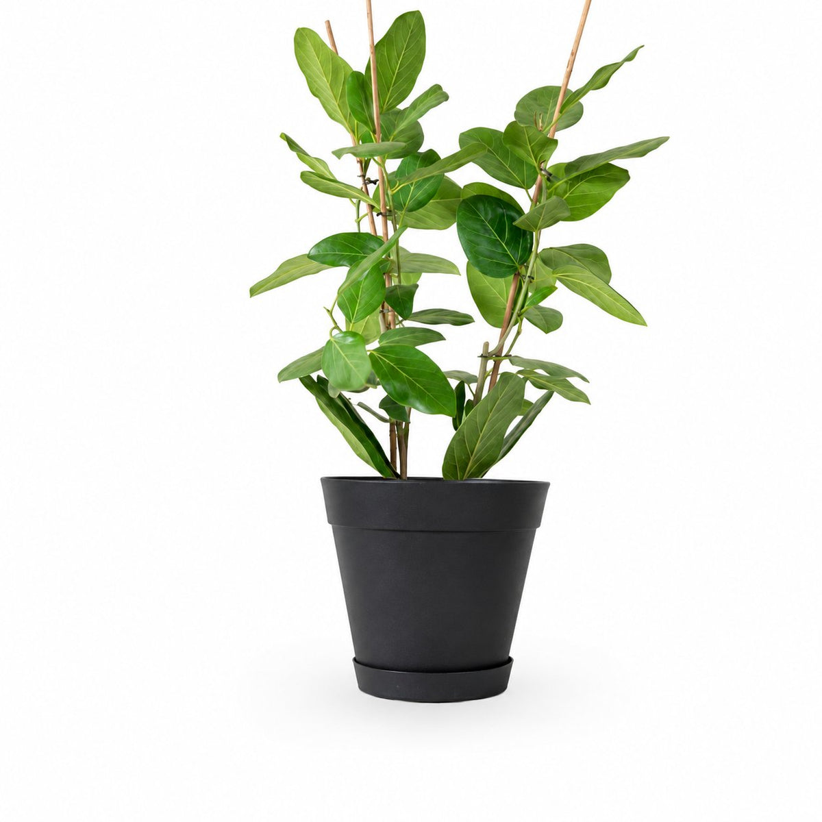פיקוס אודרי | Ficus Audrey | HOYA | ho-ya | משתלה אינטרנטית | צמחי בית | עד הבית | מונסטרה מינימה | משלוח צמחי בית | משתלה עד הבית | plant on it | let neta your plants