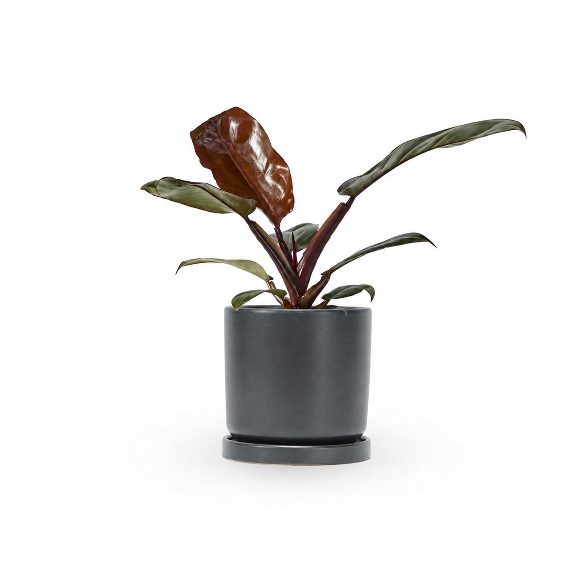 פילודנדרון אימפריאל רד | Philodendron Imperial Red | hoya | משתלה עד הבית | משלוח צמחים עד הבית | צמחי בית עד הבית | plant on it | neta my plants 