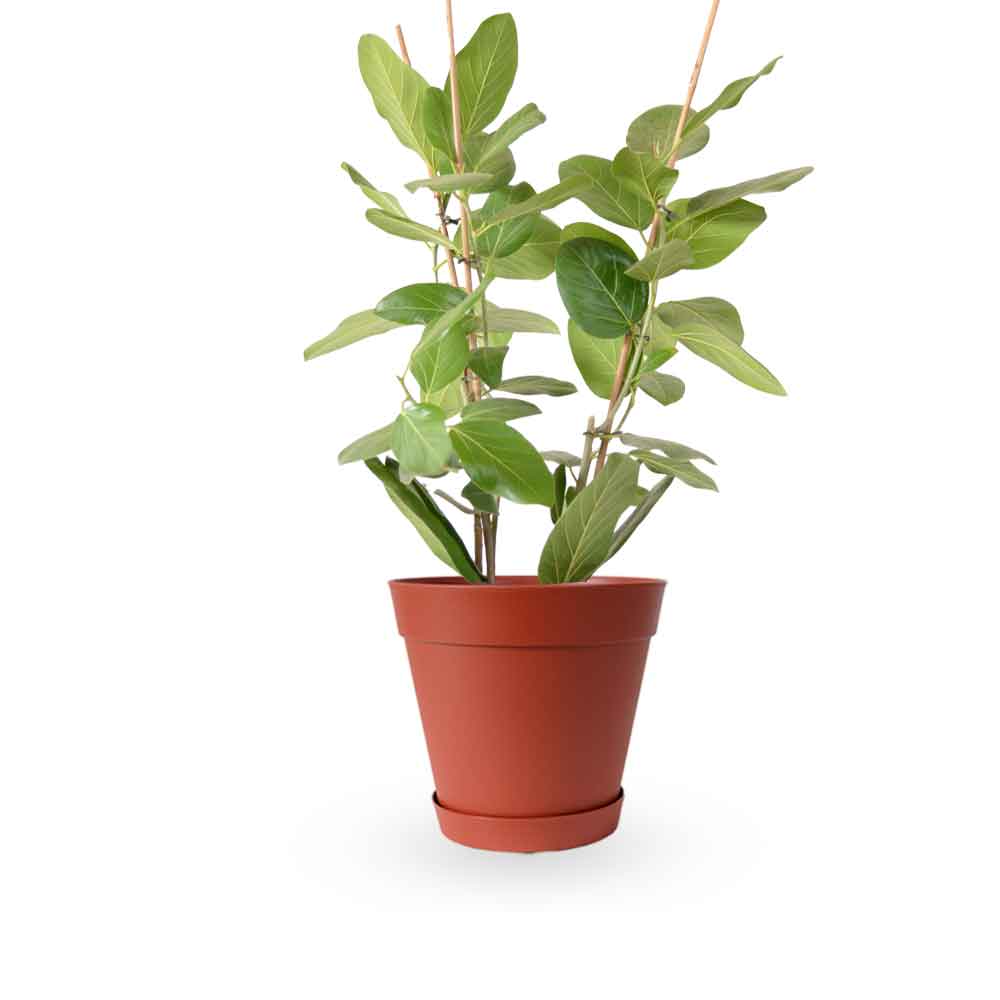 פיקוס אודרי | Ficus Audrey | HOYA | ho-ya | משתלה אינטרנטית | צמחי בית | עד הבית | מונסטרה מינימה | משלוח צמחי בית | משתלה עד הבית | plant on it | let neta your plants
