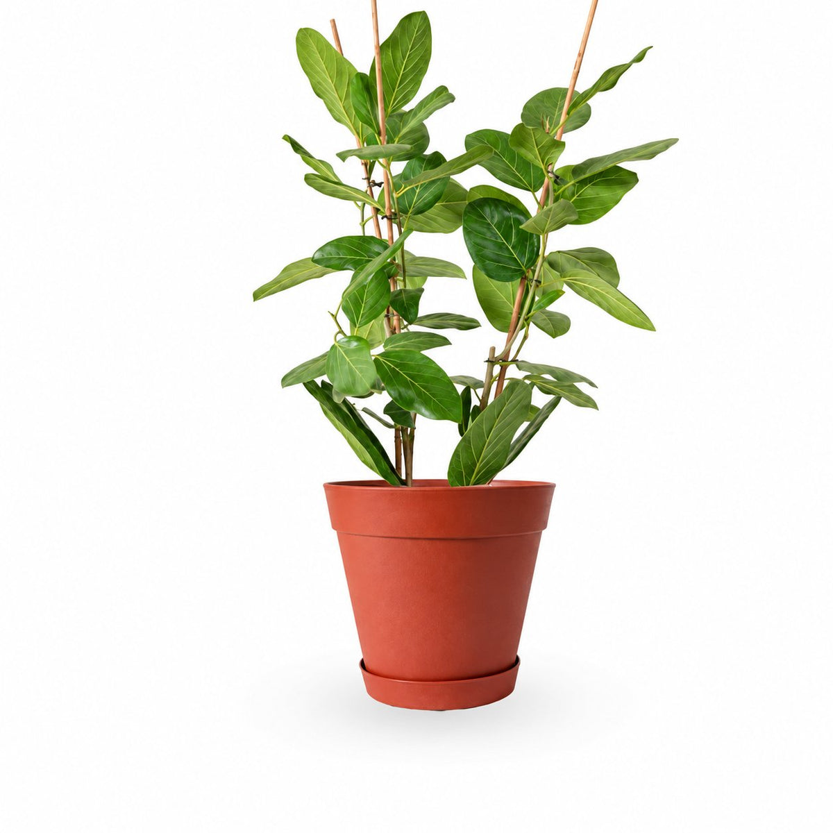 פיקוס אודרי | Ficus Audrey | HOYA | ho-ya | משתלה אינטרנטית | צמחי בית | עד הבית | מונסטרה מינימה | משלוח צמחי בית | משתלה עד הבית | plant on it | let neta your plants