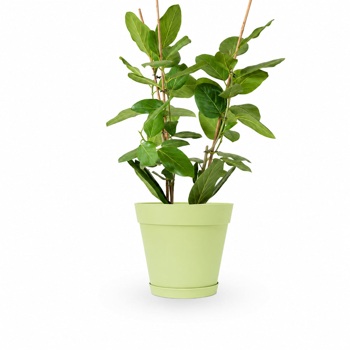 פיקוס אודרי | Ficus Audrey | HOYA | ho-ya | משתלה אינטרנטית | צמחי בית | עד הבית | מונסטרה מינימה | משלוח צמחי בית | משתלה עד הבית | plant on it | let neta your plants