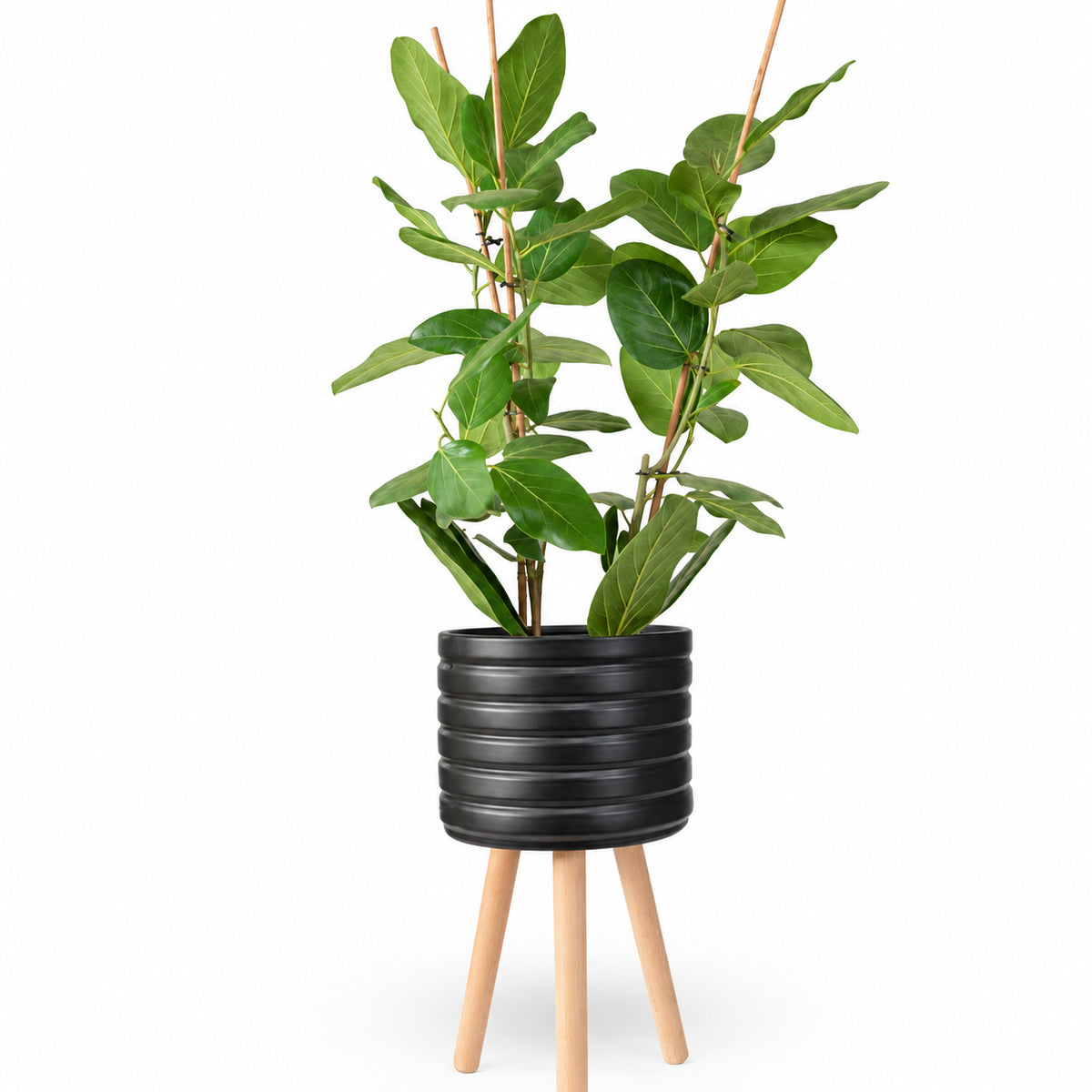 פיקוס אודרי | Ficus Audrey | HOYA | ho-ya | משתלה אינטרנטית | צמחי בית | עד הבית | מונסטרה מינימה | משלוח צמחי בית | משתלה עד הבית | plant on it | let neta your plants