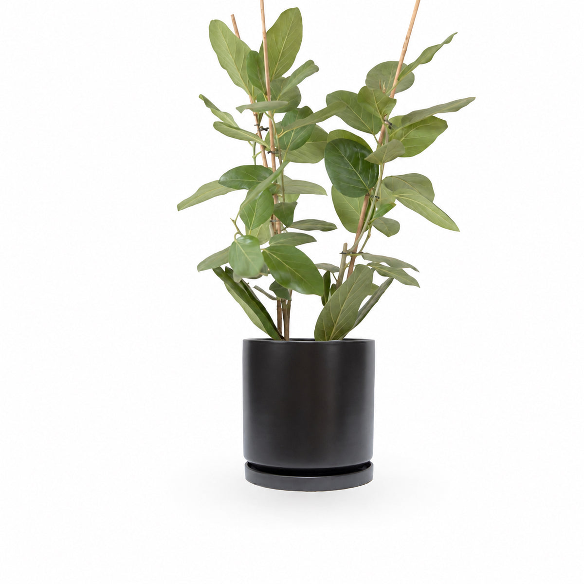 פיקוס אודרי | Ficus Audrey | HOYA | ho-ya | משתלה אינטרנטית | צמחי בית | עד הבית | מונסטרה מינימה | משלוח צמחי בית | משתלה עד הבית | plant on it | let neta your plants