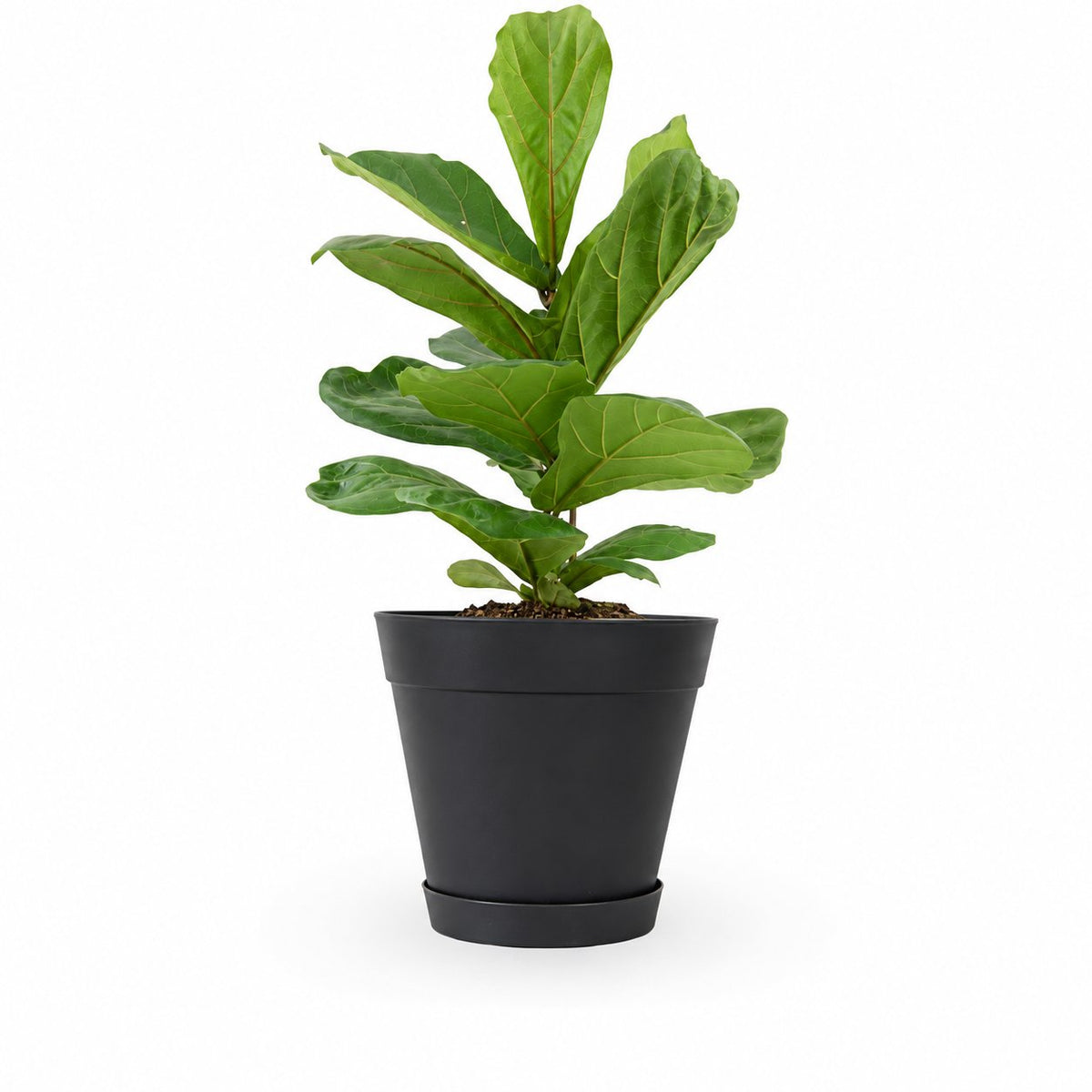 הויה- HO YA- HOYA | Fiddle-leaf fig |- צמחי בית- צמחים עד הבית- משתלה בתל אביב- פיקוס כינורי - פיקוס כינורי
