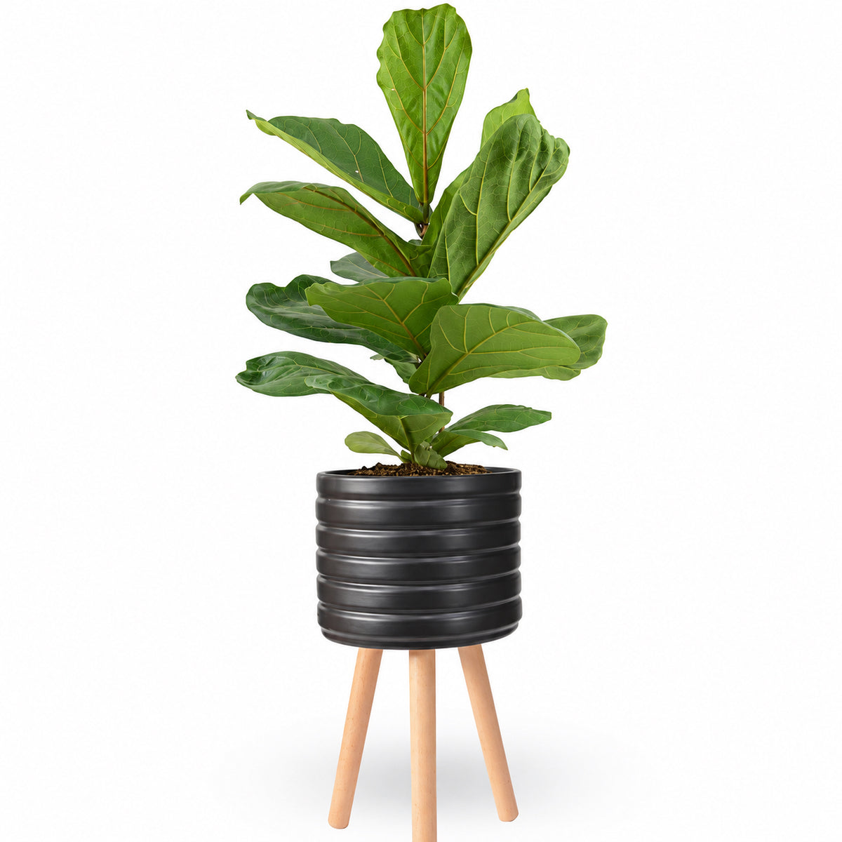 הויה- HO YA- HOYA | Fiddle-leaf fig |- צמחי בית- צמחים עד הבית- משתלה בתל אביב- פיקוס כינורי - פיקוס כינורי