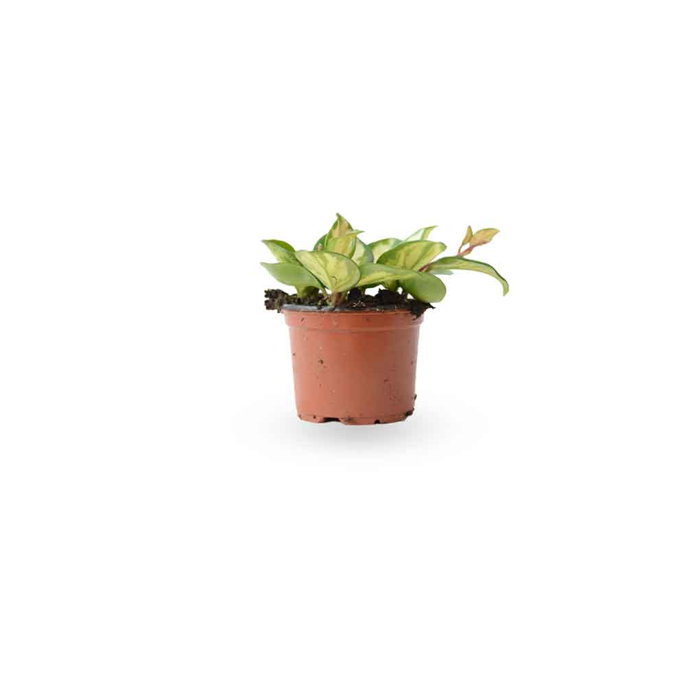 בת שבע קרימסון | Hoya Krimson Princess | | hoya | on it | together plant | צמחי בית | משתלה אינטרנטית | משתלה אונליין