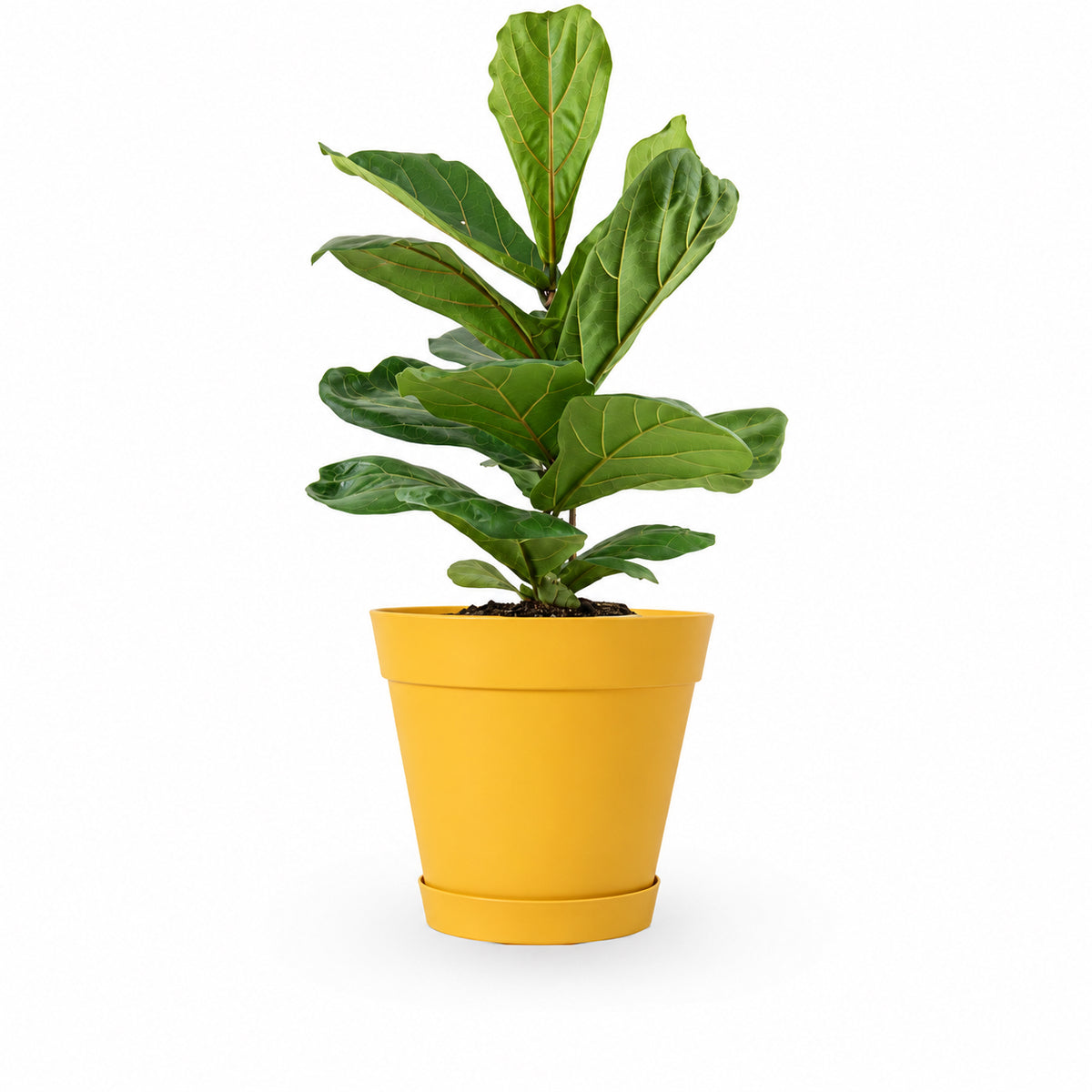 הויה- HO YA- HOYA | Fiddle-leaf fig |- צמחי בית- צמחים עד הבית- משתלה בתל אביב- פיקוס כינורי - פיקוס כינורי
