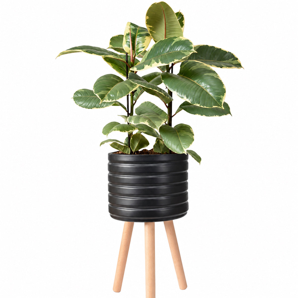 Ficus elastica, צמחים לבית, פיקוס גומי מגוון