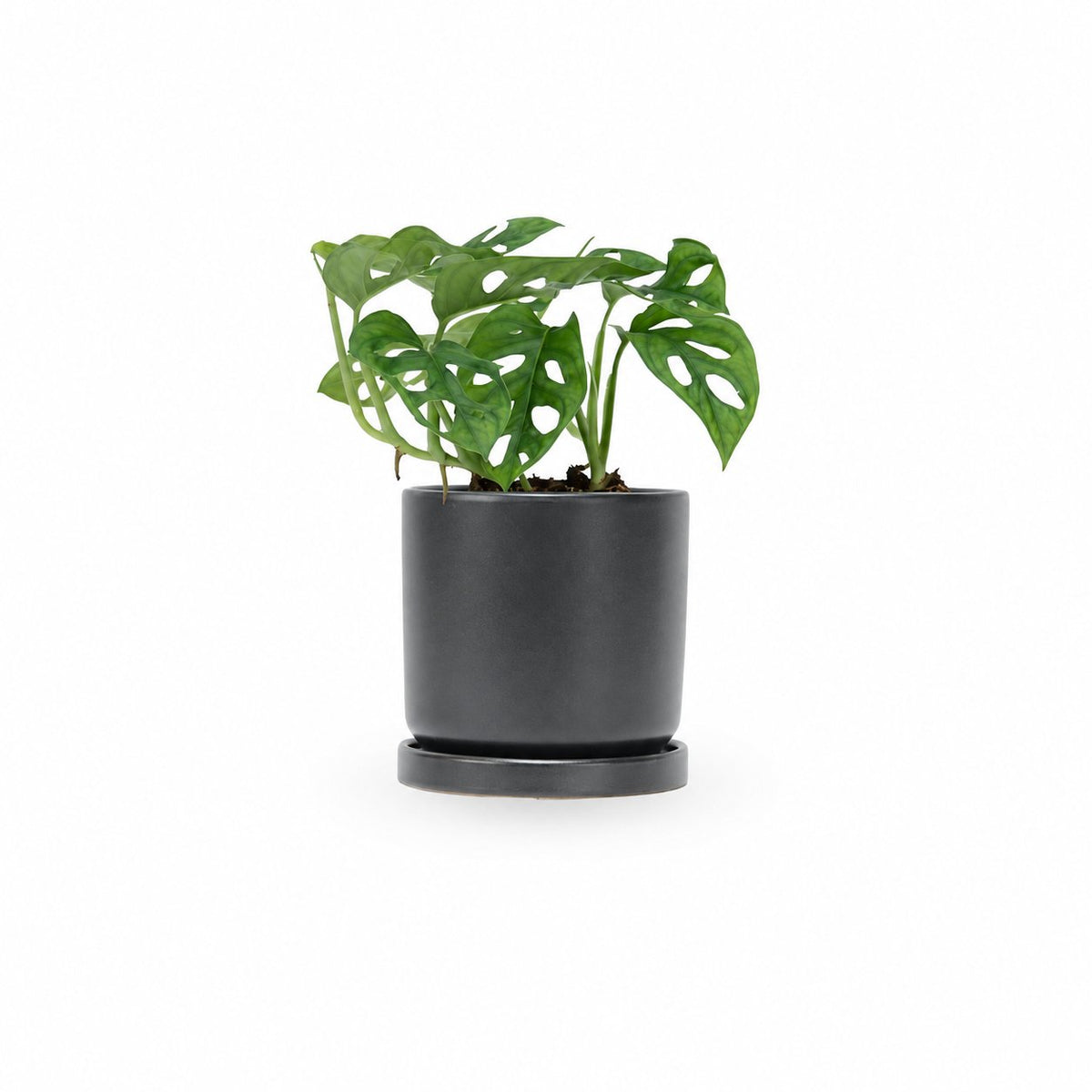 מונסטרה אדסונאי | מונסטרה מנקי מסק | monstera adansonii | מונסטרה מאנקי |כאן תמצאו את כל הטיפים והטריקים לגידול פוטוס  משלם בבית. המדריך השלם לגידול מונסטרה אדסונאי | איך לייחר מונסטרה מונסטרה | השרשה של מונסטרה אדסונאי | צמח בית מונסטרה נאה