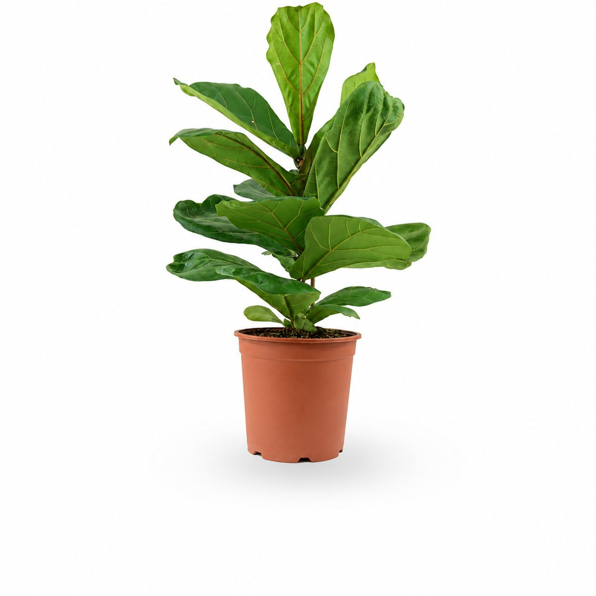 הויה- HO YA- HOYA | Fiddle-leaf fig |- צמחי בית- צמחים עד הבית- משתלה בתל אביב- פיקוס כינורי - פיקוס כינורי