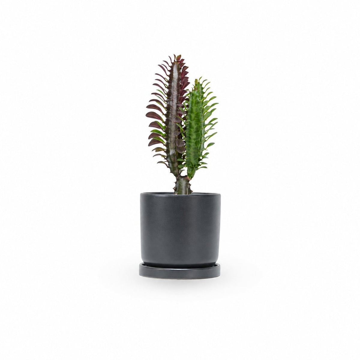 חלבלוב-טריגונה-רוברה | euphorbia trigona rubra care | משלוח צמחי בית | משתלה אינטרנטית | צמח למרפסת | צמח לבית