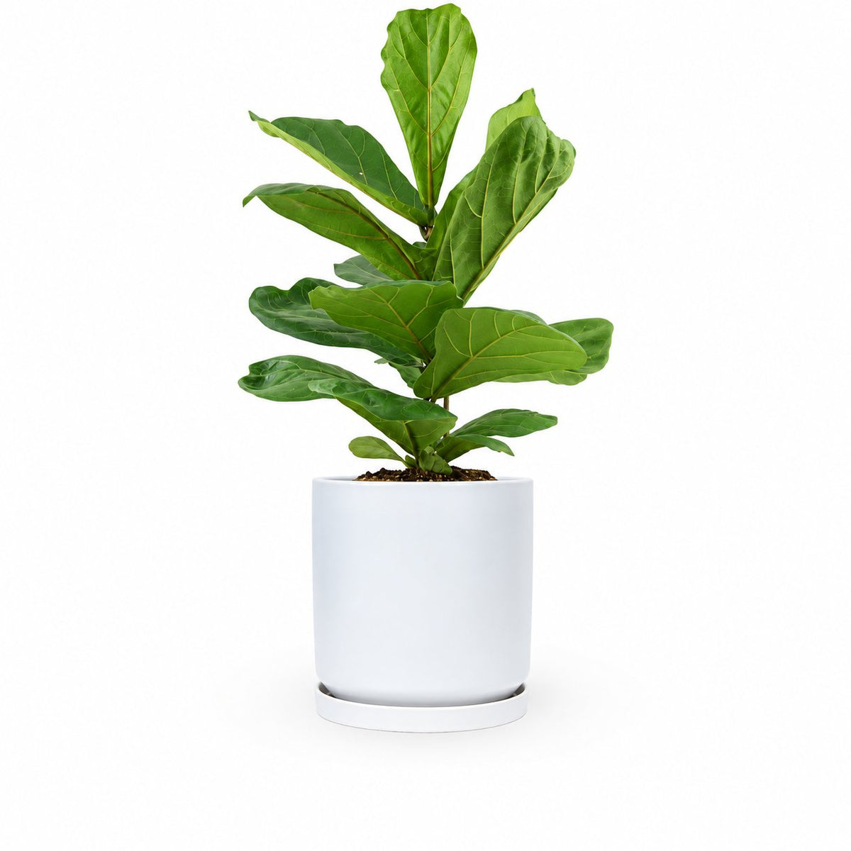 הויה- HO YA- HOYA | Fiddle-leaf fig |- צמחי בית- צמחים עד הבית- משתלה בתל אביב- פיקוס כינורי - פיקוס כינורי