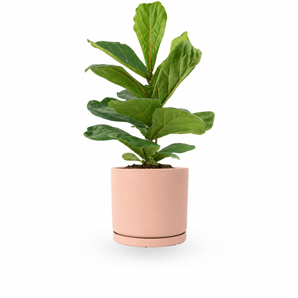 הויה- HO YA- HOYA | Fiddle-leaf fig |- צמחי בית- צמחים עד הבית- משתלה בתל אביב- פיקוס כינורי - פיקוס כינורי