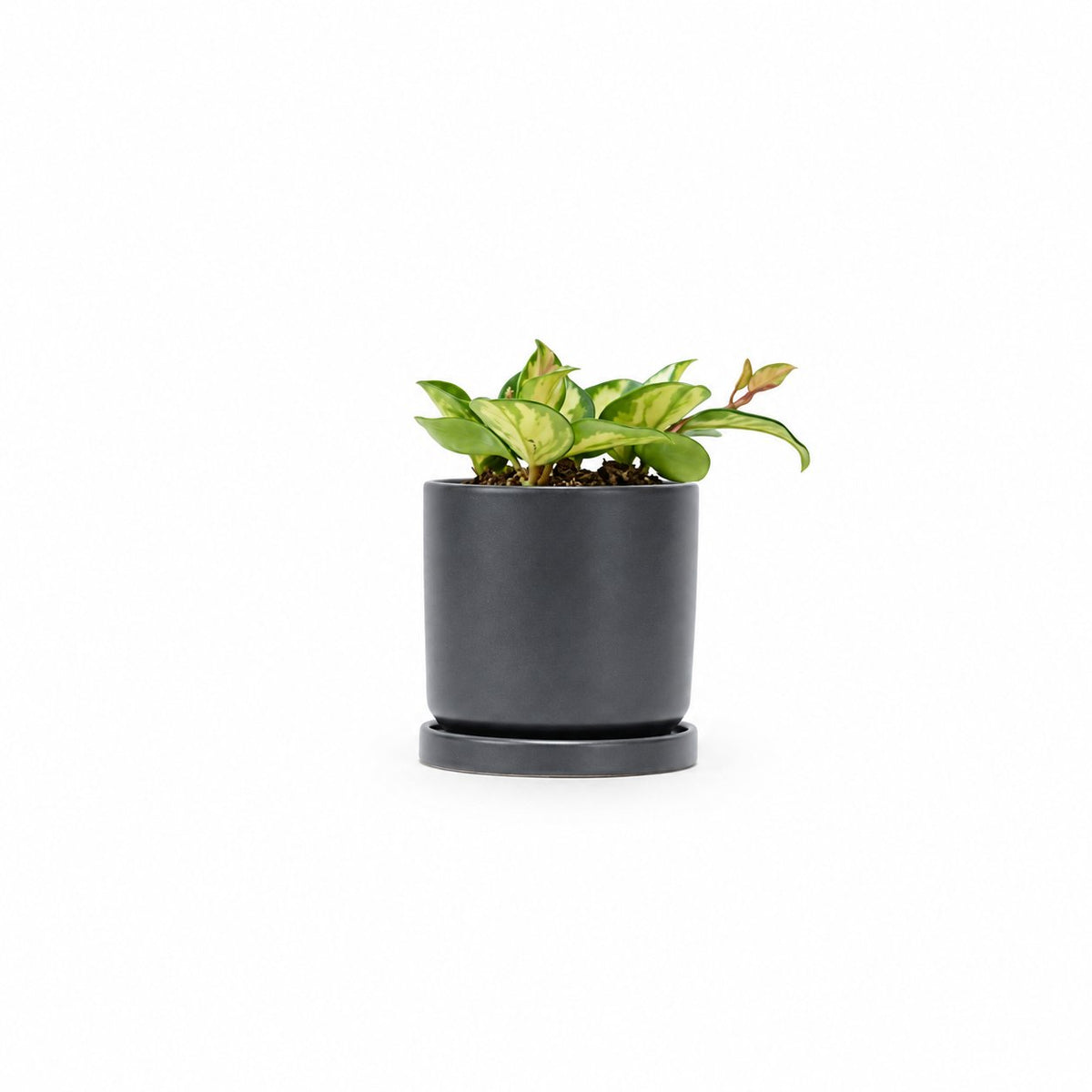 בת שבע קרימסון | Hoya Krimson Princess | | hoya | on it | together plant | צמחי בית | משתלה אינטרנטית | משתלה אונליין