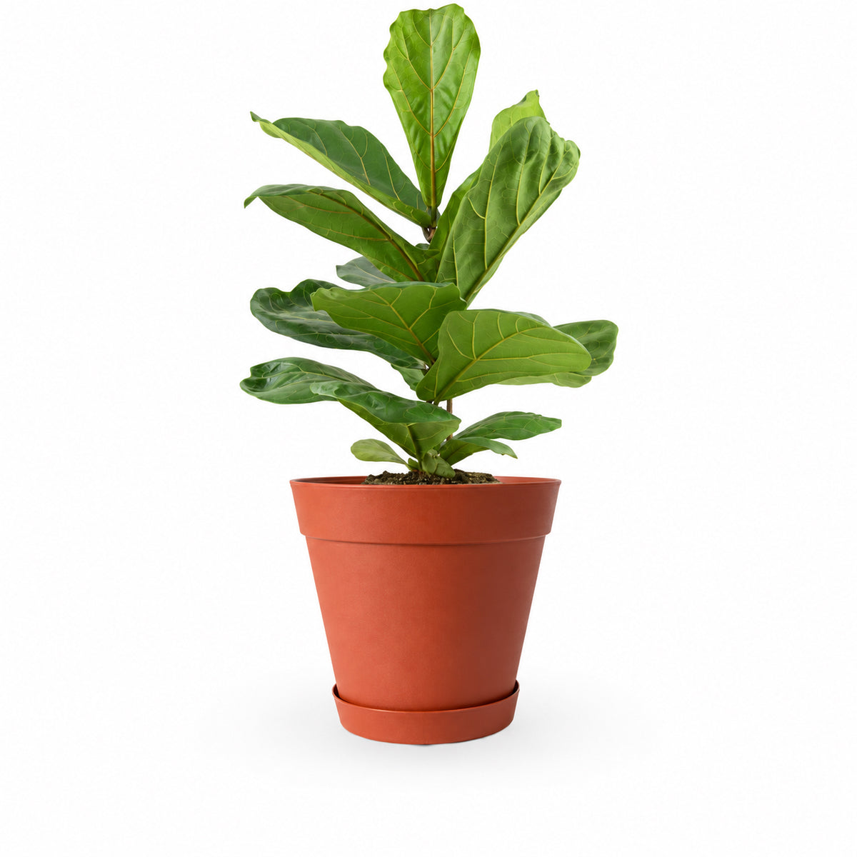 הויה- HO YA- HOYA | Fiddle-leaf fig |- צמחי בית- צמחים עד הבית- משתלה בתל אביב- פיקוס כינורי - פיקוס כינורי