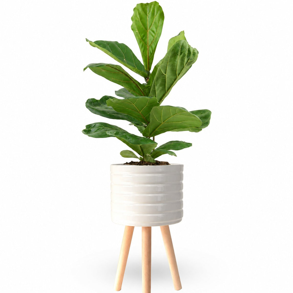 הויה- HO YA- HOYA | Fiddle-leaf fig |- צמחי בית- צמחים עד הבית- משתלה בתל אביב- פיקוס כינורי - פיקוס כינורי
