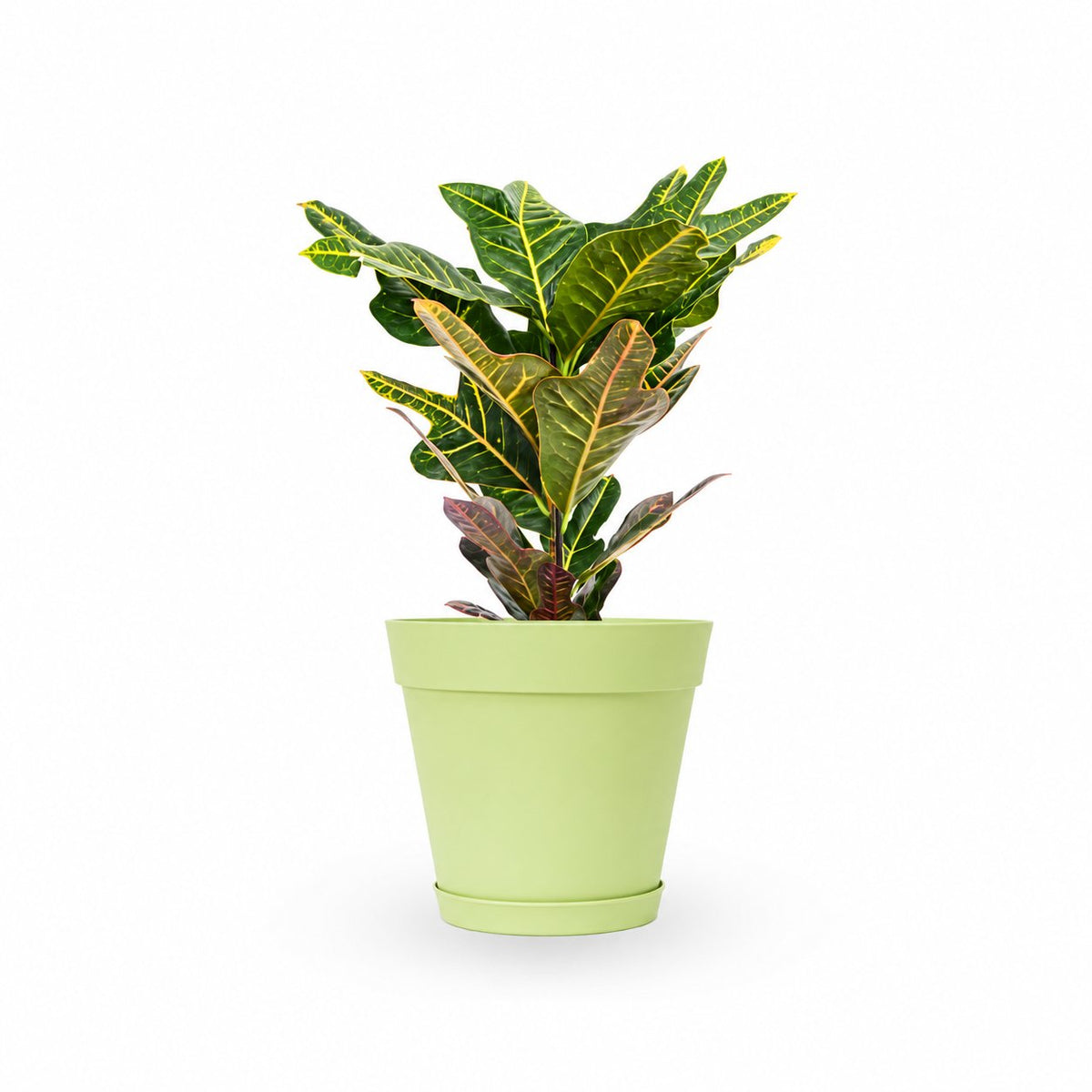 יחור קרוטון- hoya- ישירות מהמשתלה שלנו במרכז הארץ קרוטון - צמח בית - איך לטפל בקרוטון - השקית צמח הקרוטון- י croton plant