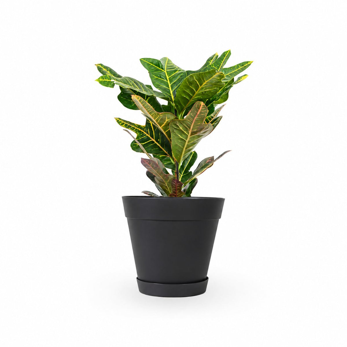 יחור קרוטון- hoya- ישירות מהמשתלה שלנו במרכז הארץ קרוטון - צמח בית - איך לטפל בקרוטון - השקית צמח הקרוטון- י croton plant
