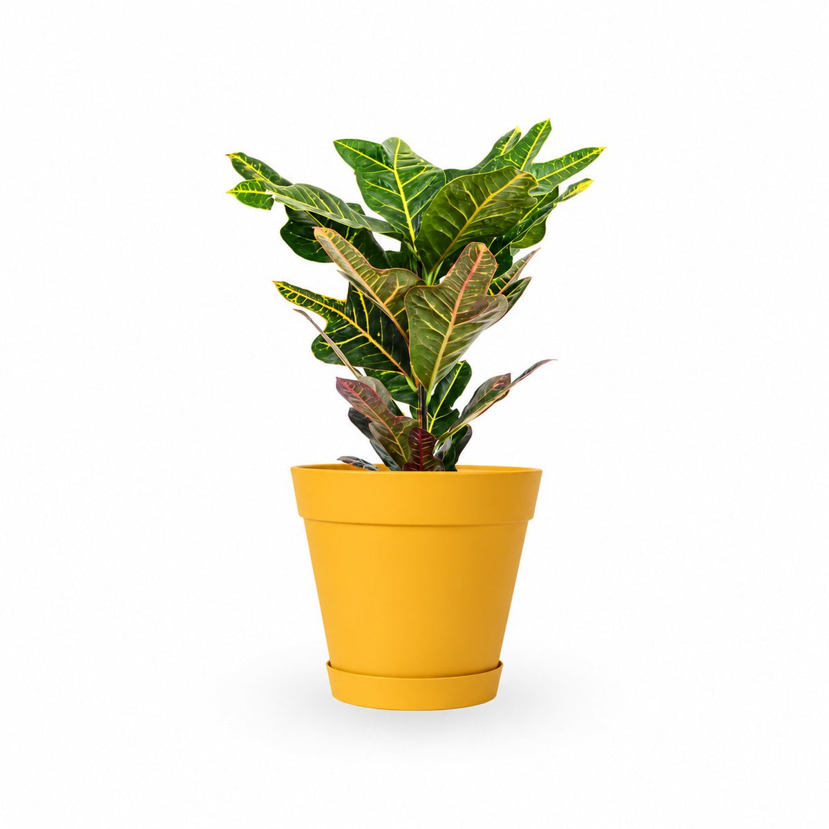 יחור קרוטון- hoya- ישירות מהמשתלה שלנו במרכז הארץ קרוטון - צמח בית - איך לטפל בקרוטון - השקית צמח הקרוטון- י croton plant