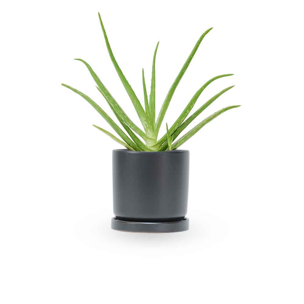  HOYA משלוחי צמחים- אלוורה רפואית- הויה Aloe Vera   משתלה אינטרנטית | צמחי בית | עד הבית | פריחת הצמח | משלוח צמחי בית | משתלה עד הבית | plant on it | let neta your plants