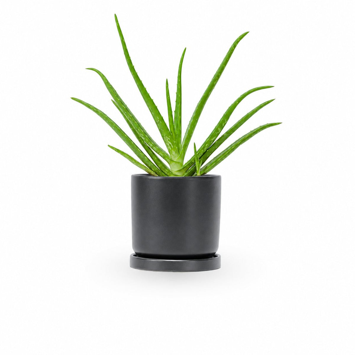  HOYA משלוחי צמחים- אלוורה רפואית- הויה Aloe Vera   משתלה אינטרנטית | צמחי בית | עד הבית | פריחת הצמח | משלוח צמחי בית | משתלה עד הבית | plant on it | let neta your plants