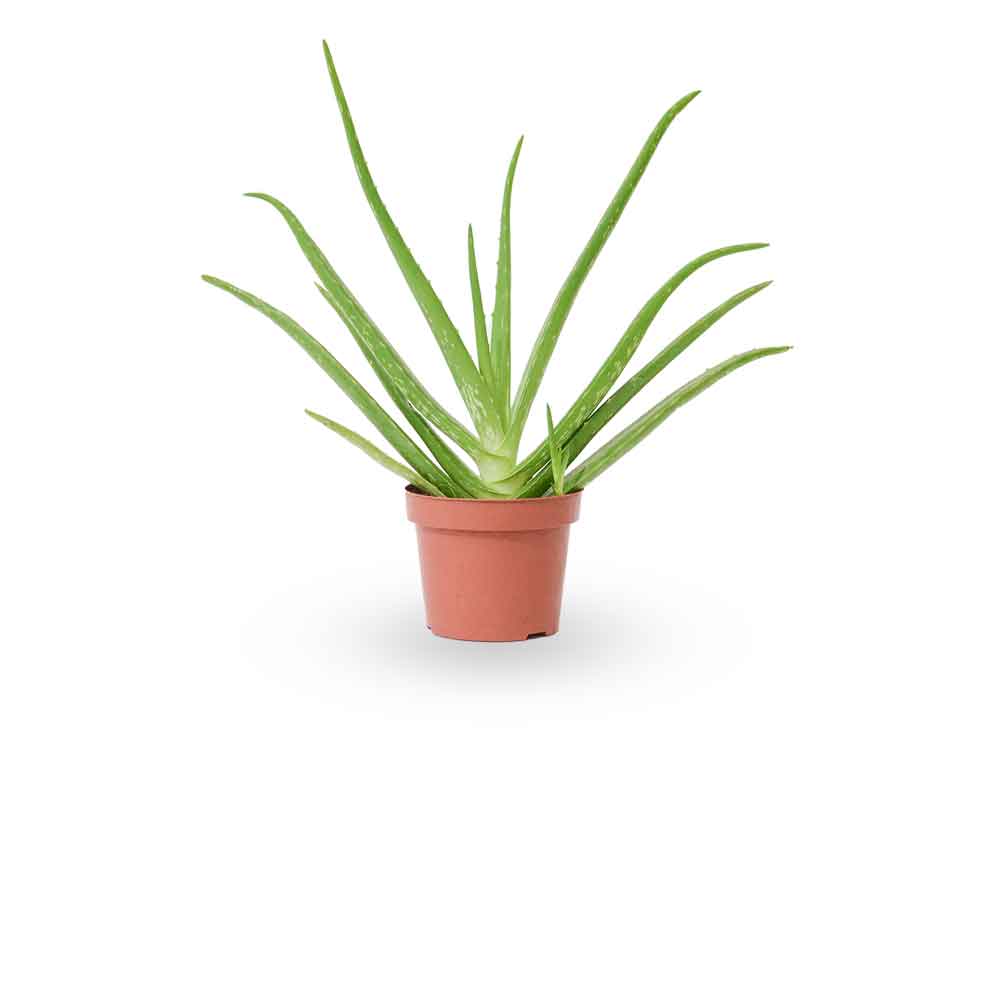  HOYA משלוחי צמחים- אלוורה רפואית- הויה Aloe Vera   משתלה אינטרנטית | צמחי בית | עד הבית | פריחת הצמח | משלוח צמחי בית | משתלה עד הבית | plant on it | let neta your plants