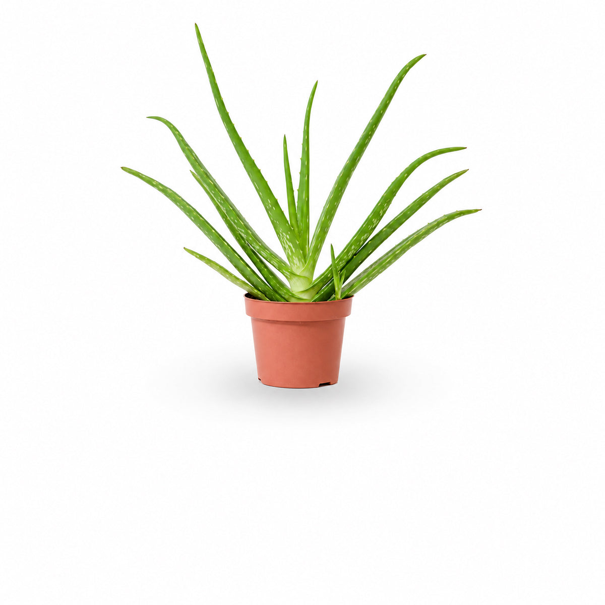  HOYA משלוחי צמחים- אלוורה רפואית- הויה Aloe Vera   משתלה אינטרנטית | צמחי בית | עד הבית | פריחת הצמח | משלוח צמחי בית | משתלה עד הבית | plant on it | let neta your plants