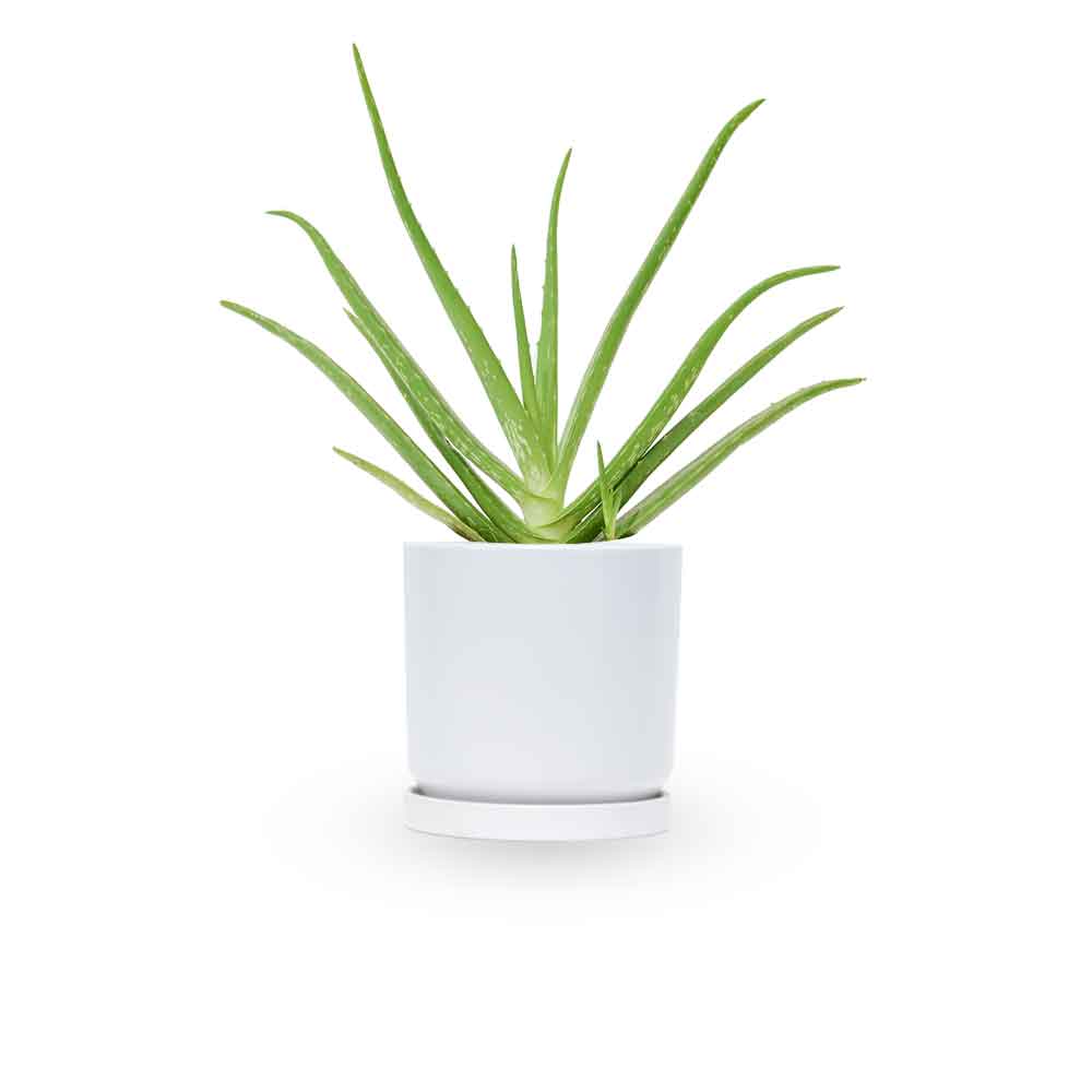 HOYA משלוחי צמחים- אלוורה רפואית- הויה Aloe Vera   משתלה אינטרנטית | צמחי בית | עד הבית | פריחת הצמח | משלוח צמחי בית | משתלה עד הבית | plant on it | let neta your plants