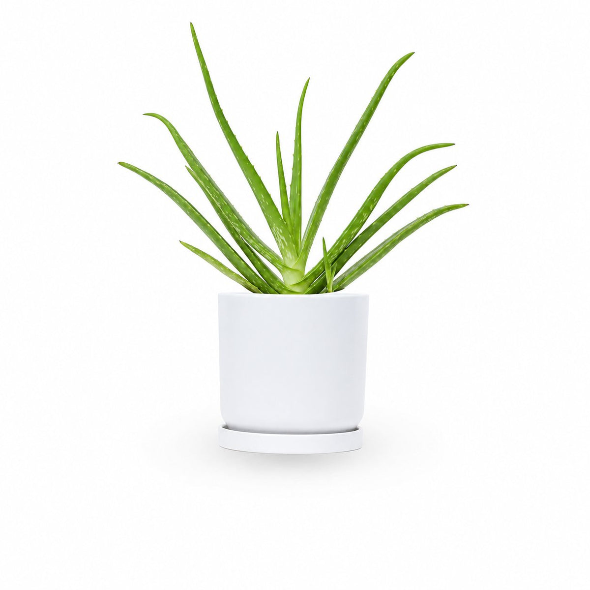  HOYA משלוחי צמחים- אלוורה רפואית- הויה Aloe Vera   משתלה אינטרנטית | צמחי בית | עד הבית | פריחת הצמח | משלוח צמחי בית | משתלה עד הבית | plant on it | let neta your plants