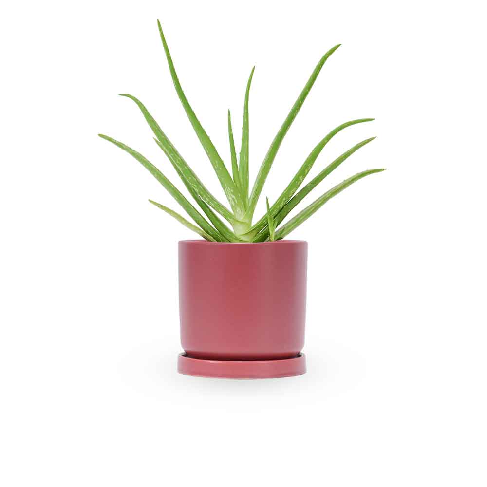  HOYA משלוחי צמחים- אלוורה רפואית- הויה Aloe Vera   משתלה אינטרנטית | צמחי בית | עד הבית | פריחת הצמח | משלוח צמחי בית | משתלה עד הבית | plant on it | let neta your plants