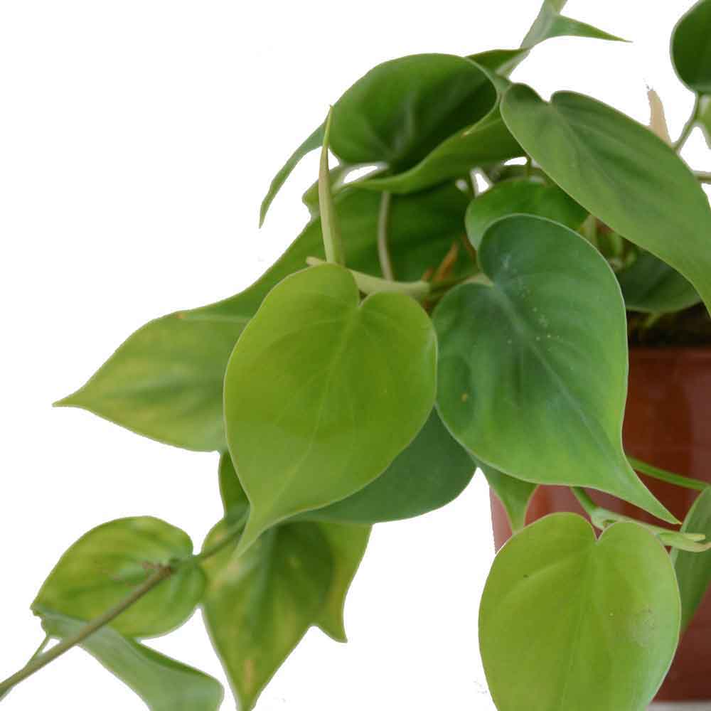  HOYA משלוחי צמחים- פילודנדרון סקנדנס | Philodendron Scandens  משתלה אינטרנטית | צמחי בית | עד הבית | פריחת הצמח | משלוח צמחי בית | משתלה עד הבית | 