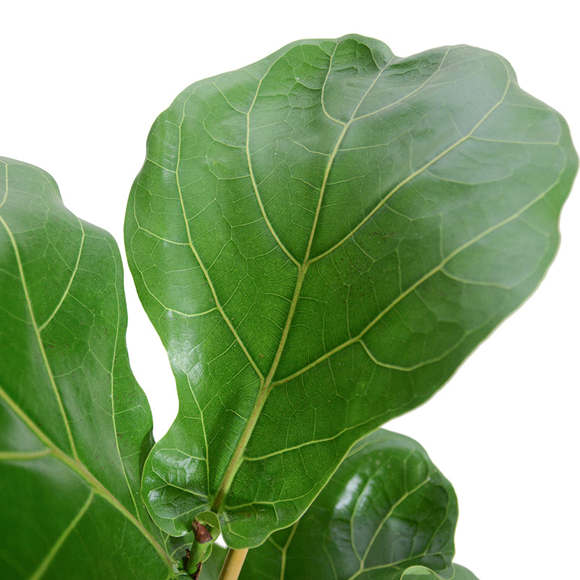 הויה- HO YA- HOYA | Fiddle-leaf fig |- צמחי בית- צמחים עד הבית- משתלה בתל אביב- פיקוס כינורי - פיקוס  כינורי