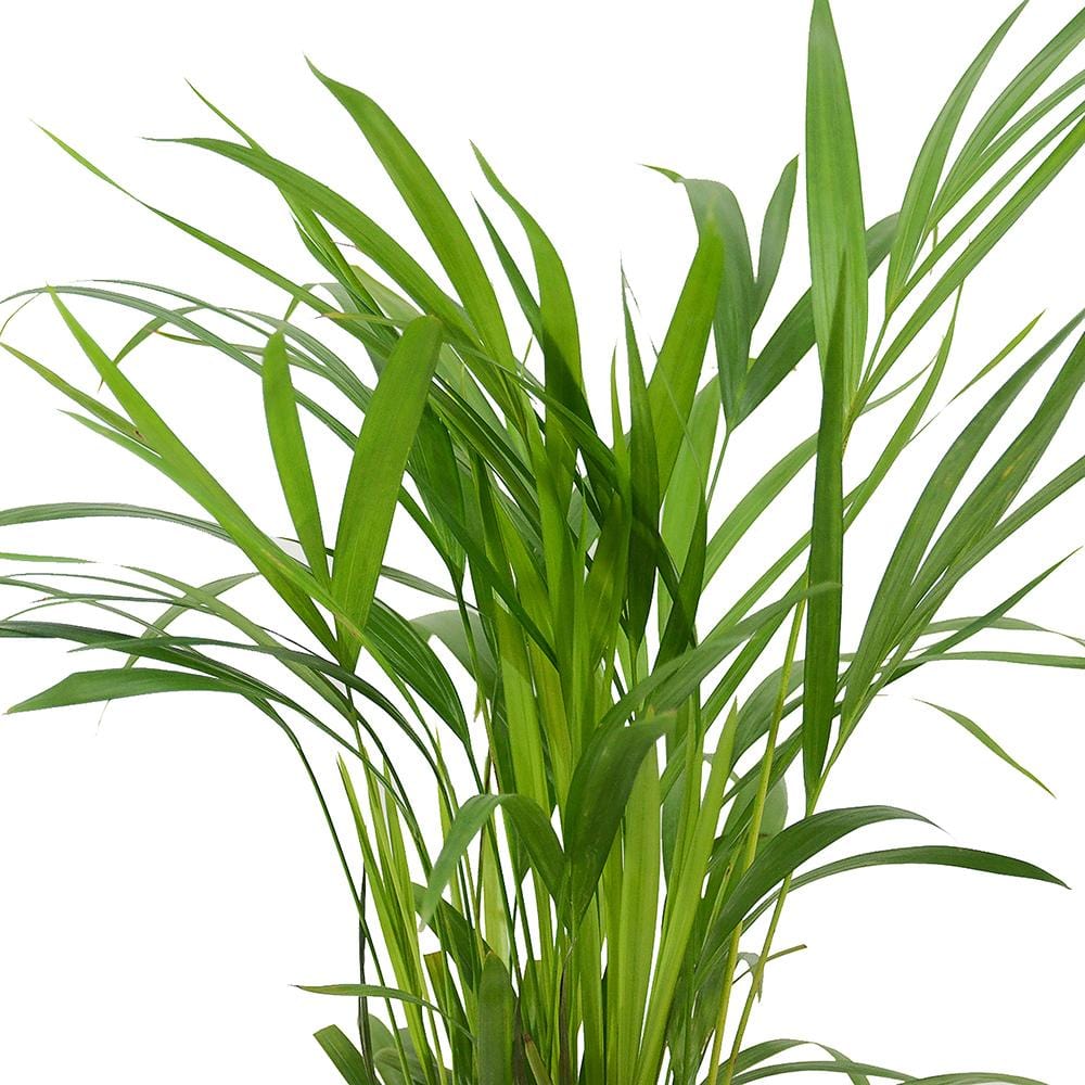  | צמחי-בית | דקל | דקל-אריקה | HOYA | areca-palm | משלוח צמחים | משתלה אינטרנטית | משתלה אונליין | plant on it | neta your plants