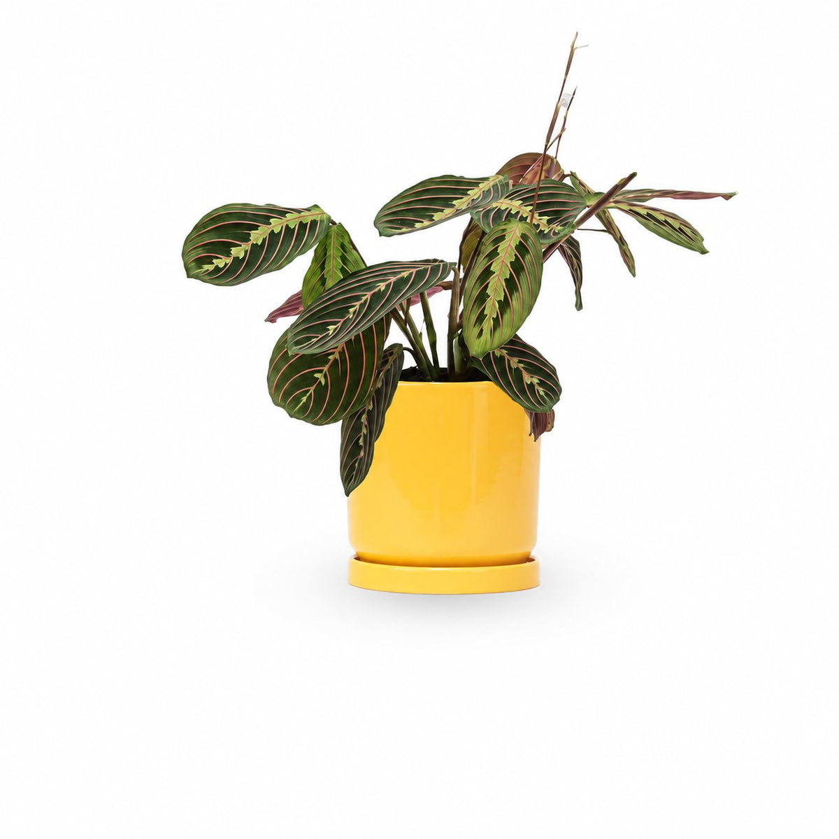 מרנטה | Maranta Plant | צמחי בית  | משלוח צמחים הבית | משתלה אינטרנטית | משלוח ממשתלה | plant on it | neta your plants