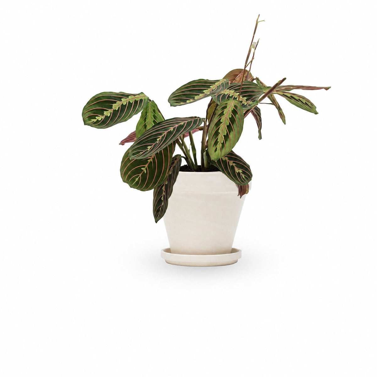 מרנטה | Maranta Plant | צמחי בית  | משלוח צמחים הבית | משתלה אינטרנטית | משלוח ממשתלה | plant on it | neta your plants
