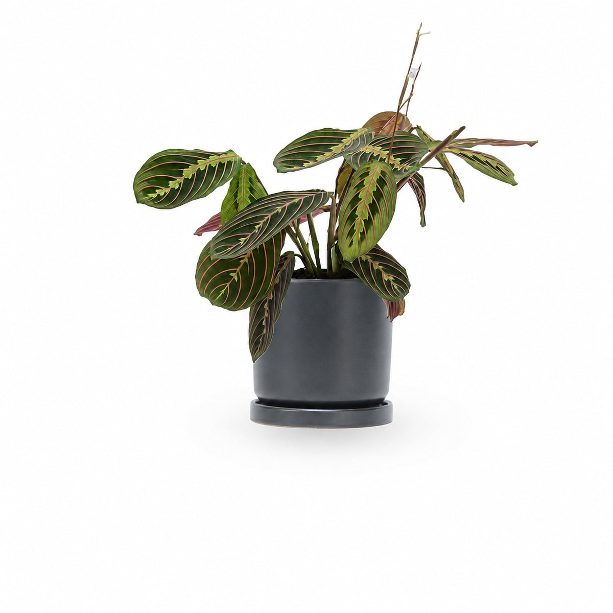מרנטה | Maranta Plant | צמחי בית  | משלוח צמחים הבית | משתלה אינטרנטית | משלוח ממשתלה | plant on it | neta your plants