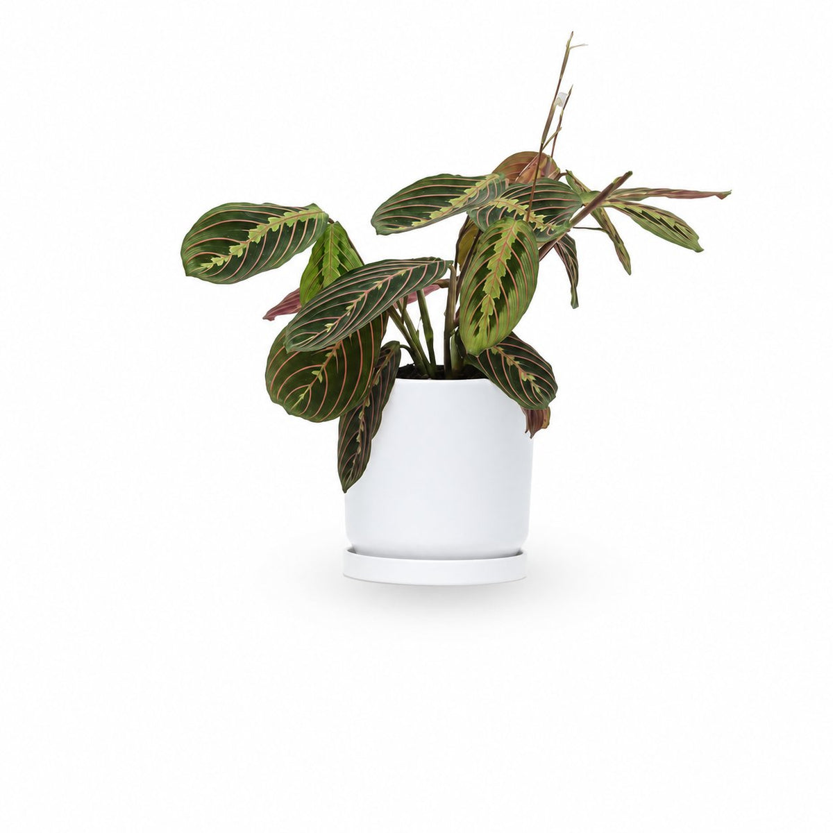 מרנטה | Maranta Plant | צמחי בית  | משלוח צמחים הבית | משתלה אינטרנטית | משלוח ממשתלה | plant on it | neta your plants