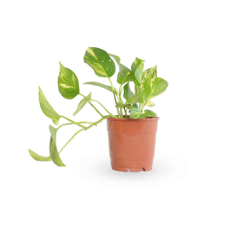  HOYA משלוחי צמחים- פוטוס מוזהב | Golden Pothos HOYA- צמחי בית  משתלה אינטרנטית | צמחי בית | עד הבית | פריחת הצמח | משלוח צמחי בית | משתלה עד הבית | 