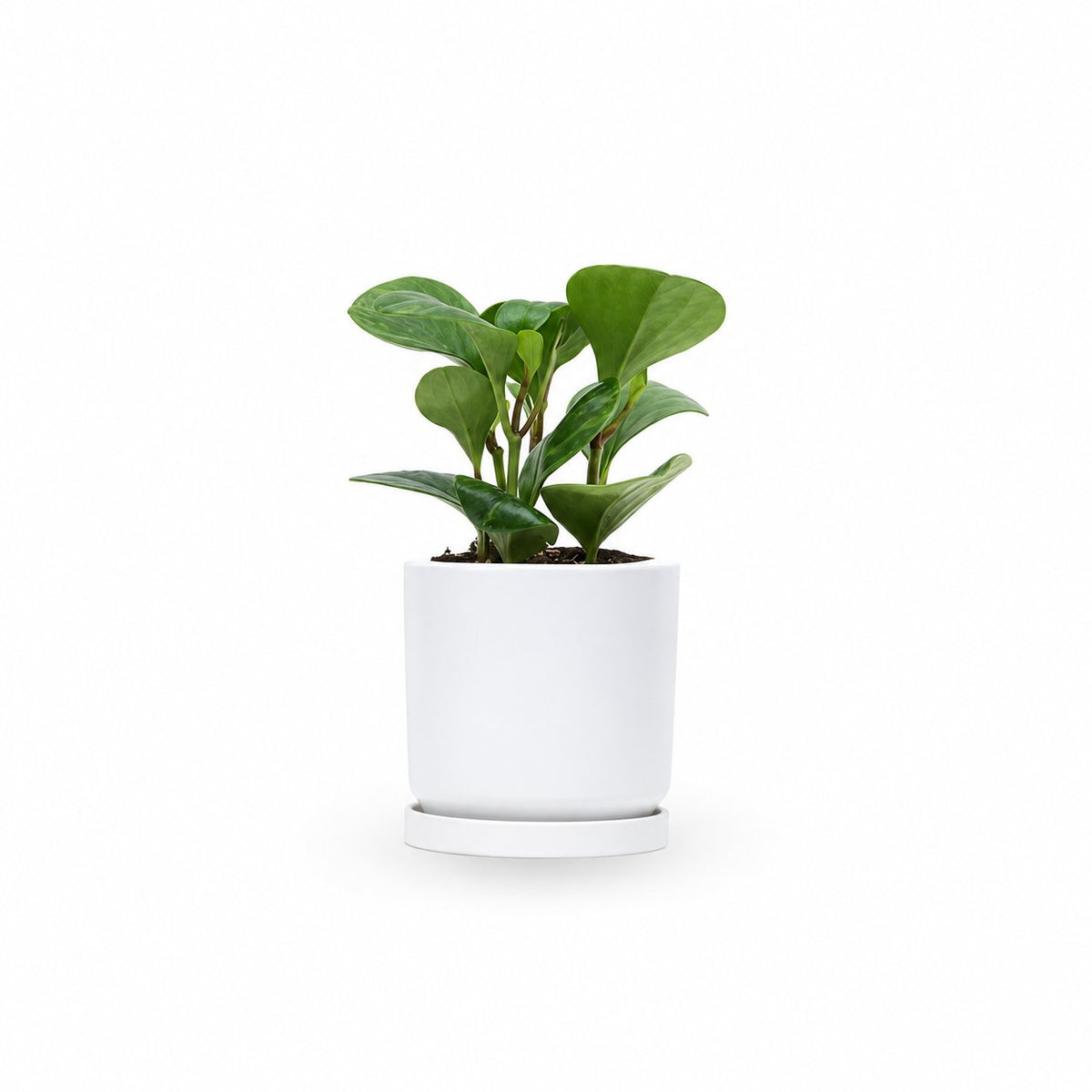 פפרומיה מגוונת, Peperomia Magnoliifolia, פפרומיה