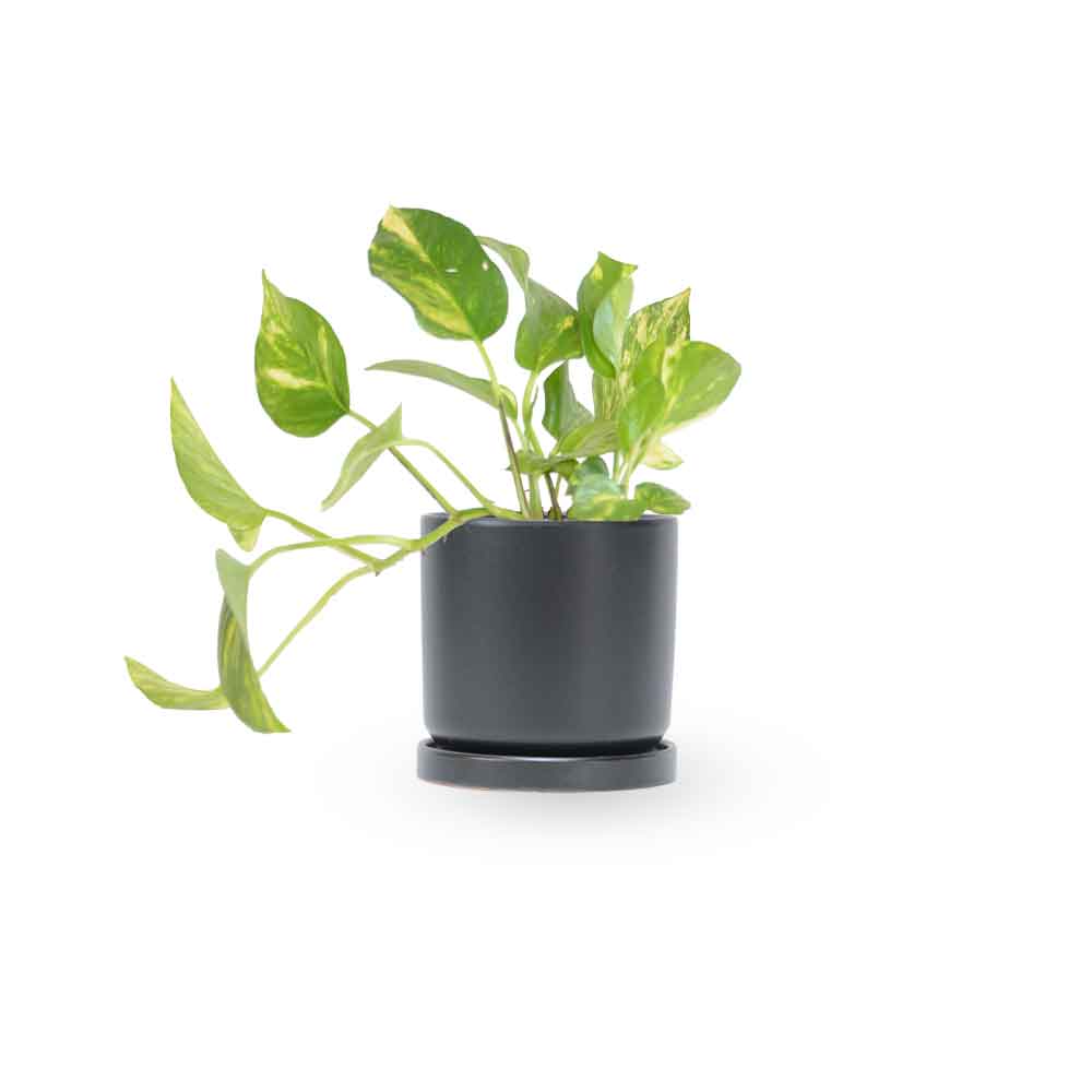  HOYA משלוחי צמחים- פוטוס מוזהב | Golden Pothos HOYA- צמחי בית  משתלה אינטרנטית | צמחי בית | עד הבית | פריחת הצמח | משלוח צמחי בית | משתלה עד הבית | 