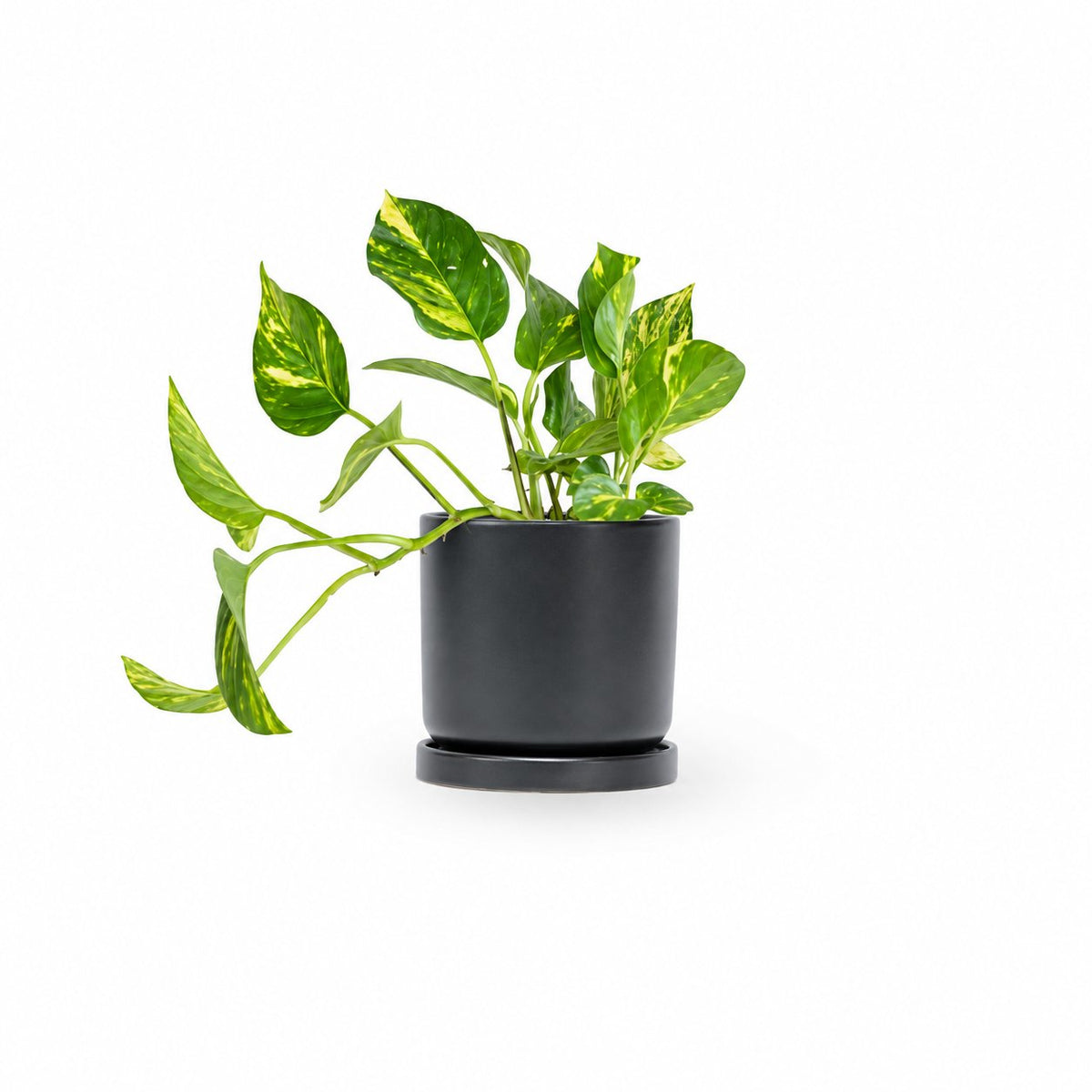 Golden Pothos HOYA- צמחי בית  משתלה אינטרנטית