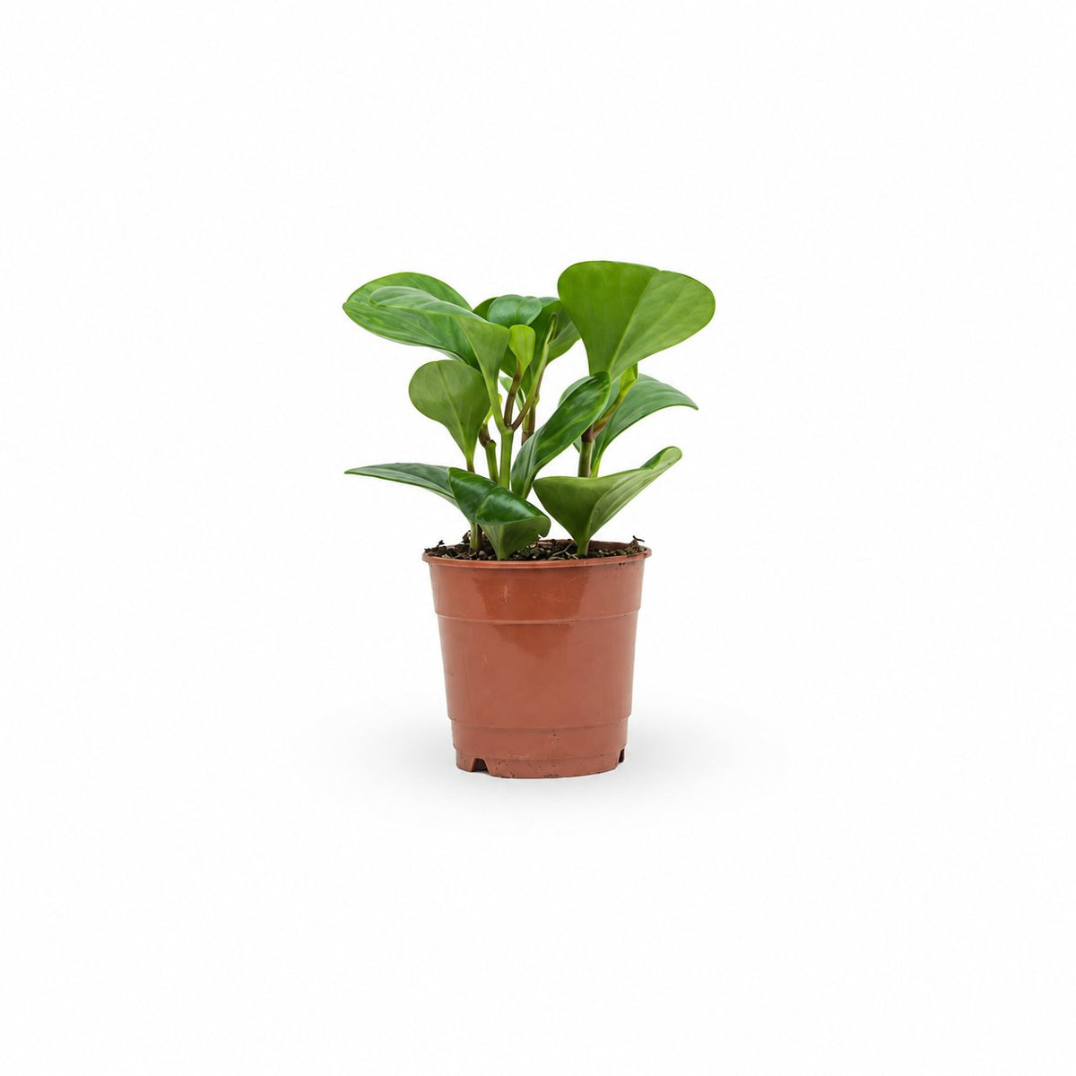 פפרומיה מגוונת, Peperomia Magnoliifolia, פפרומיה