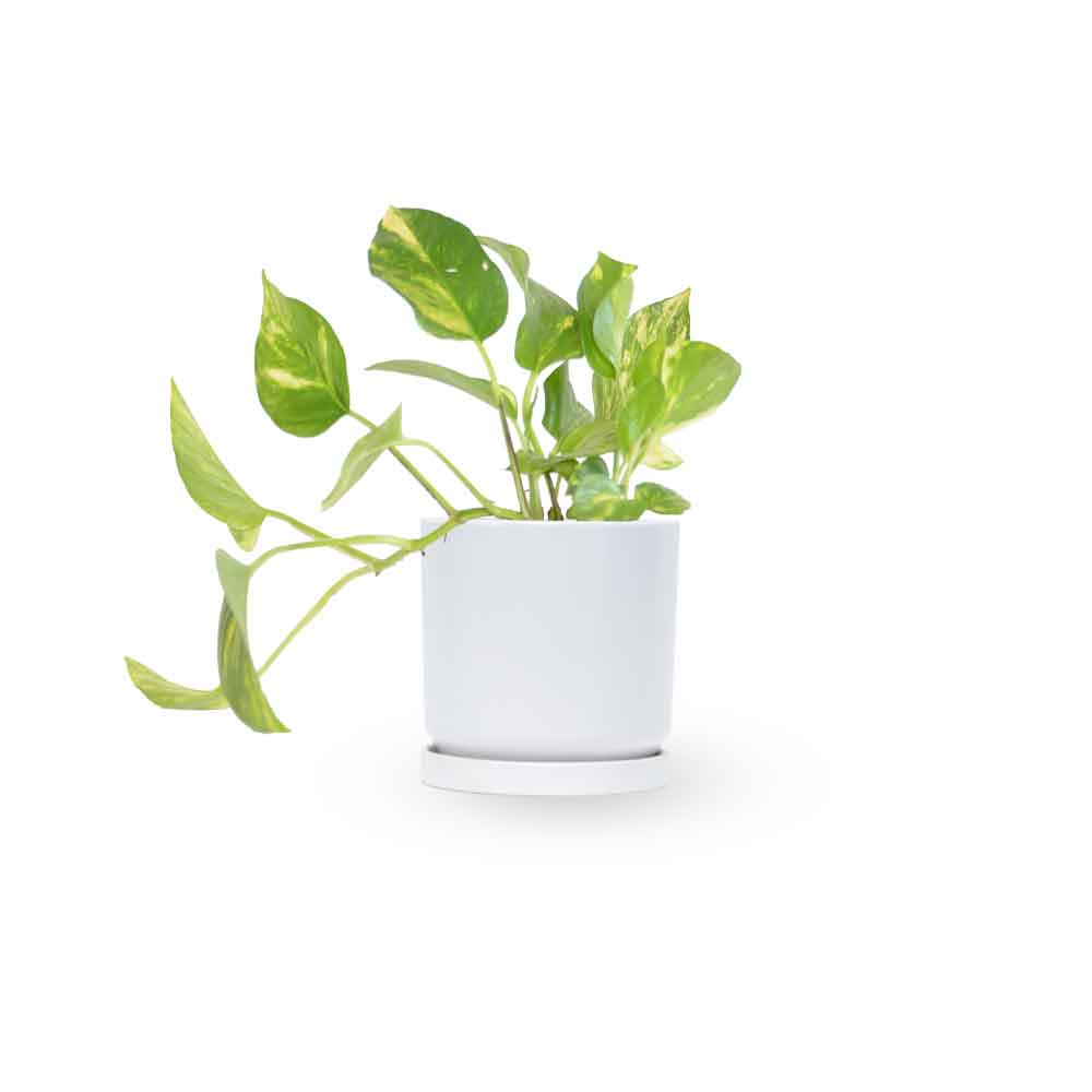  HOYA משלוחי צמחים- פוטוס מוזהב | Golden Pothos HOYA- צמחי בית  משתלה אינטרנטית | צמחי בית | עד הבית | פריחת הצמח | משלוח צמחי בית | משתלה עד הבית | 