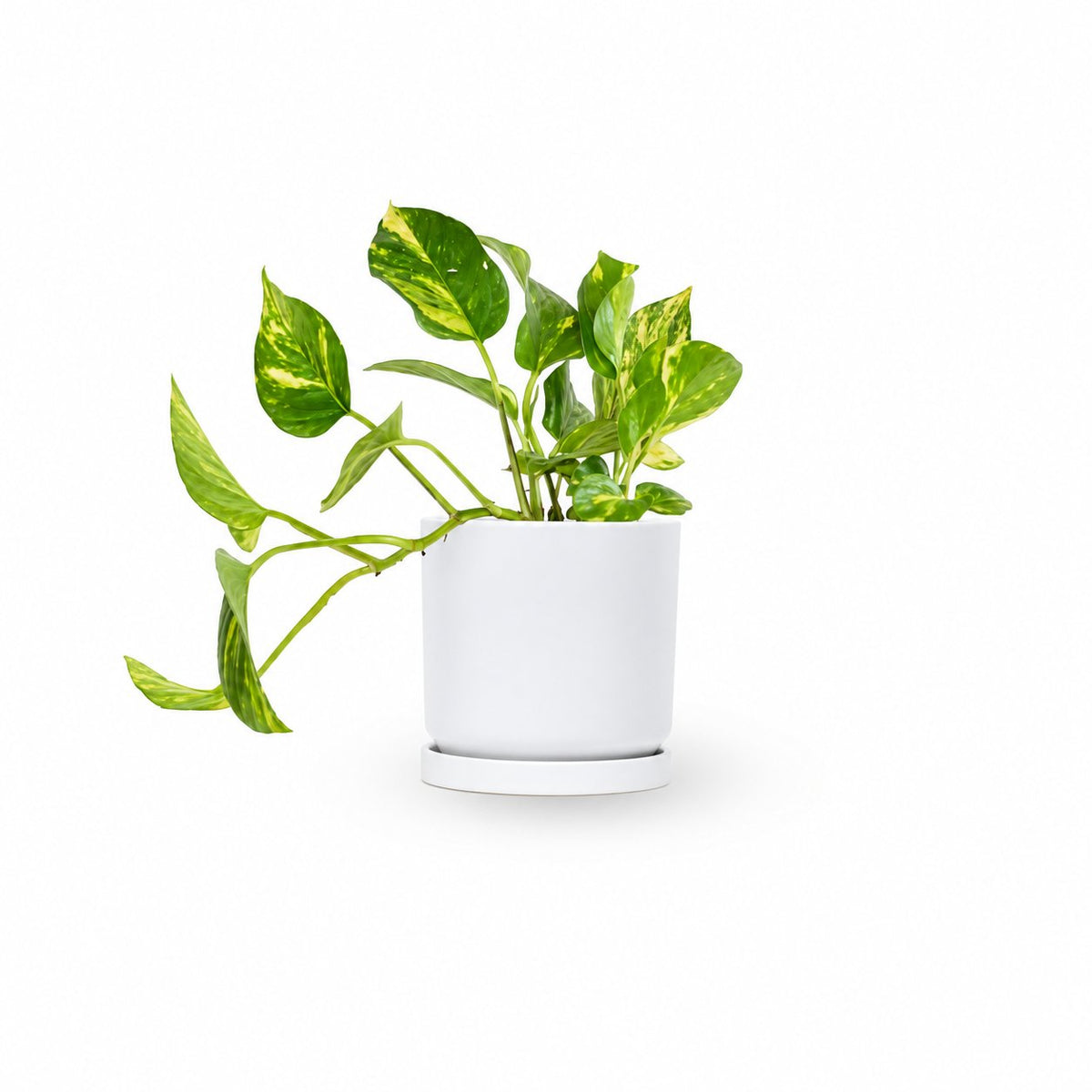 Golden Pothos HOYA- צמחי בית  משתלה אינטרנטית