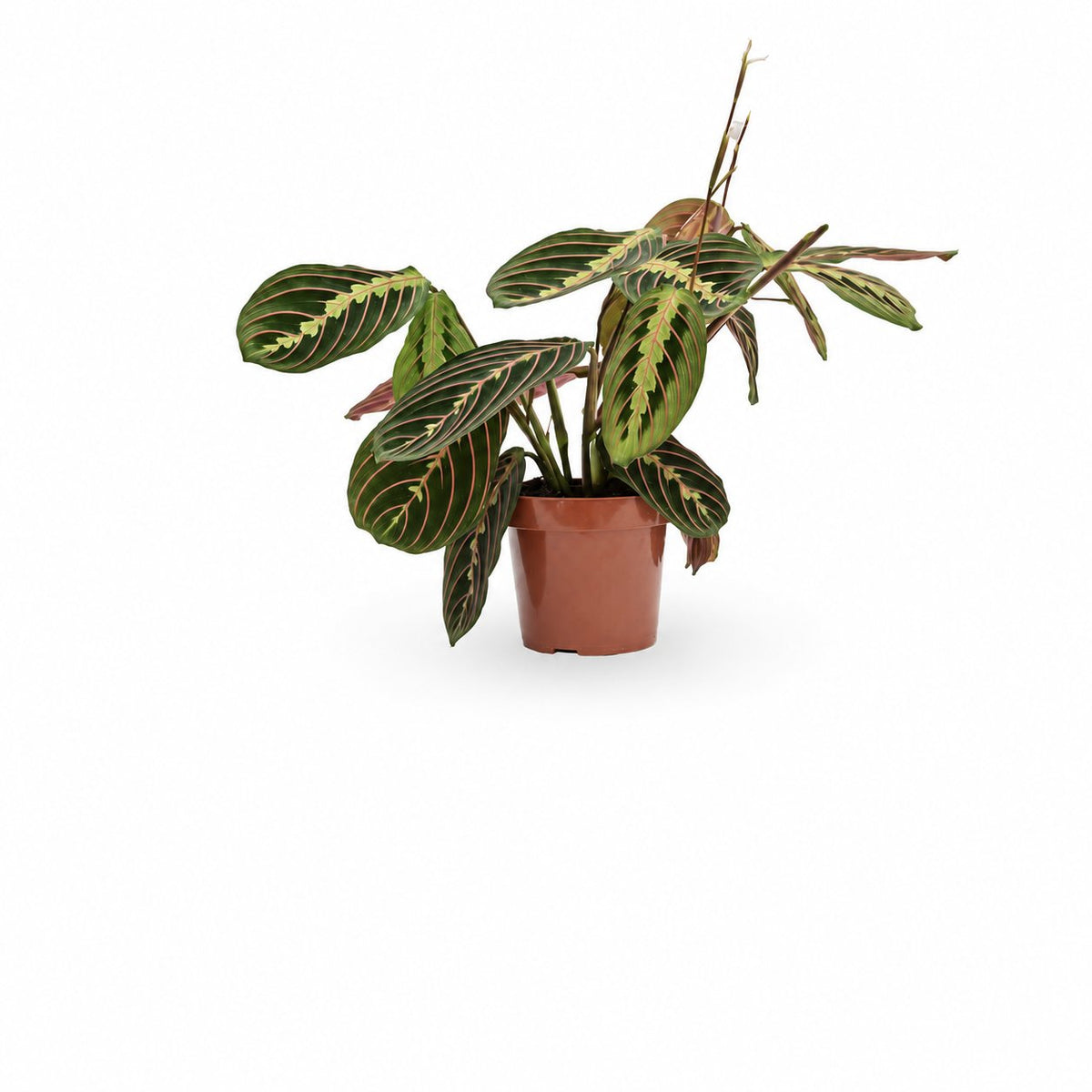 מרנטה | Maranta Plant | צמחי בית  | משלוח צמחים הבית | משתלה אינטרנטית | משלוח ממשתלה | plant on it | neta your plants